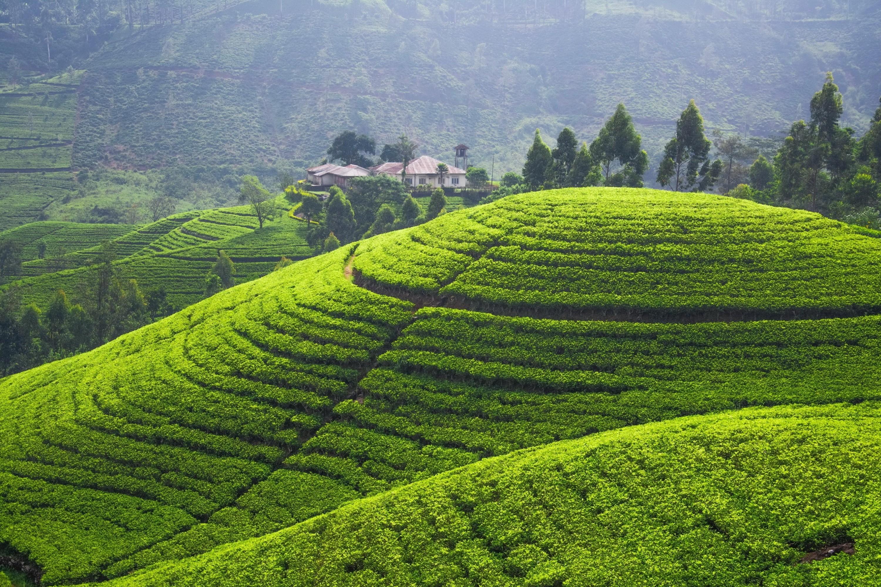 Nuwara Eliya